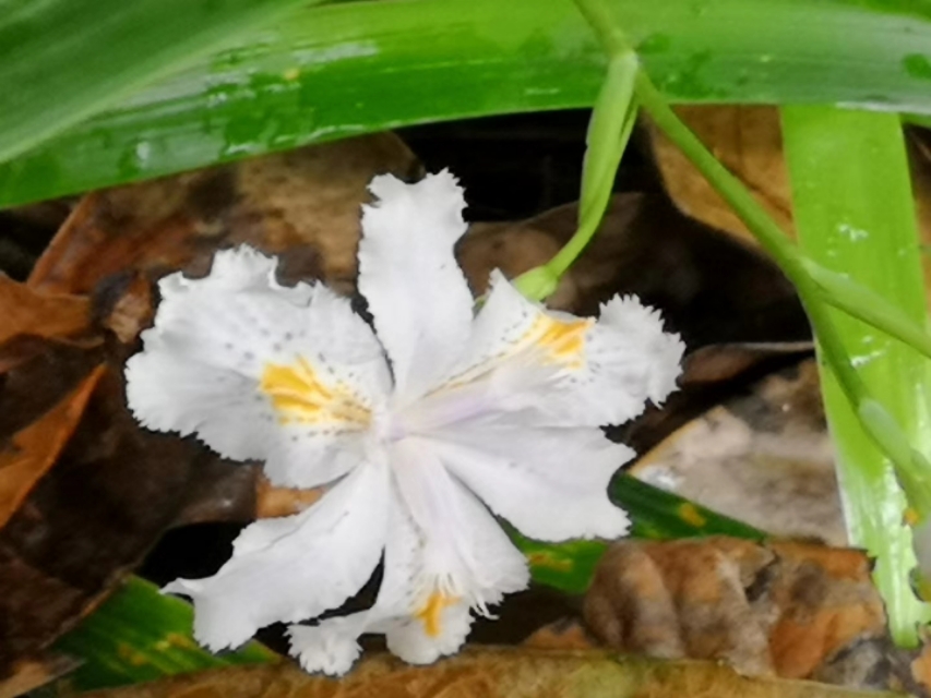 白蝴蝶花,白蝴蝶花圖片