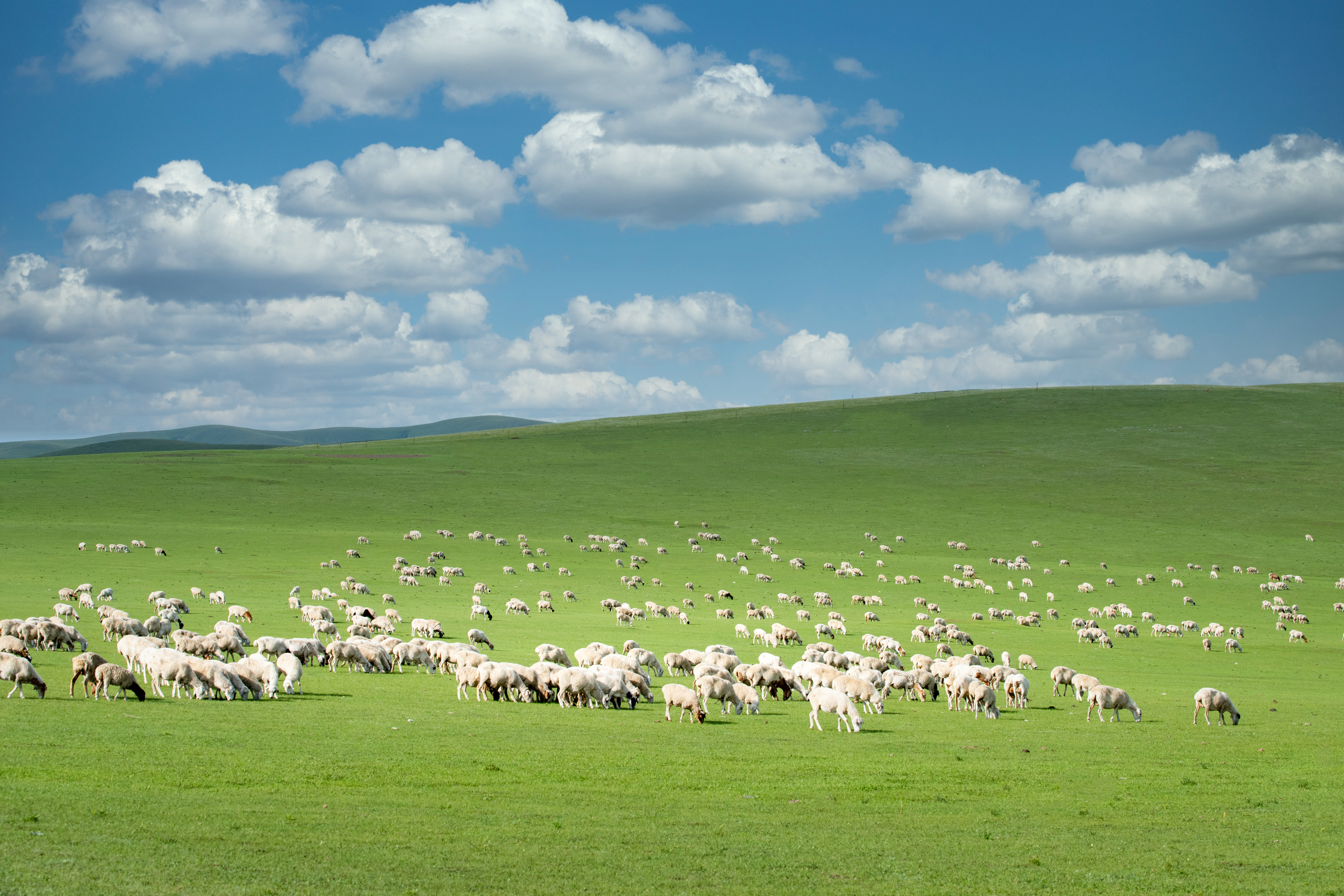 条蜿蜒的小河缓缓流向远方白色的羊群在山坡上吃草草原翻卷起层层波浪