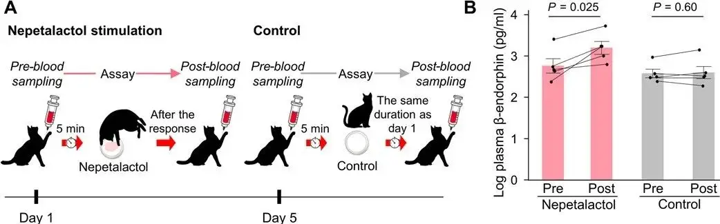 猫薄荷是什么植物（猫薄荷对猫有什么作用）