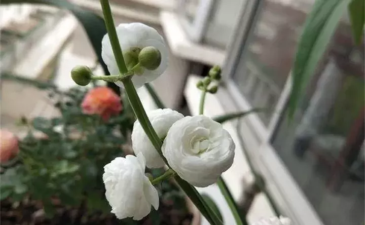 ˮֲ(10)