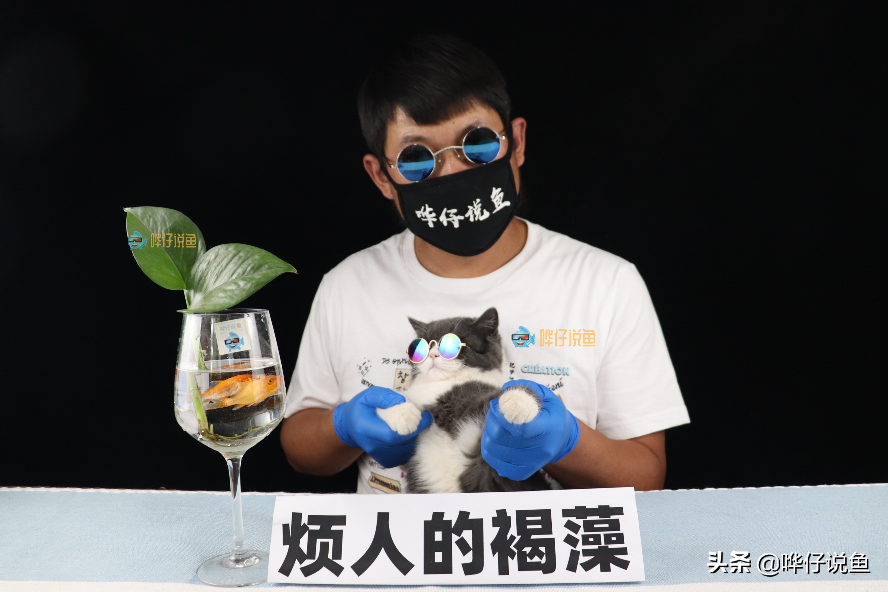 如何让褐藻从鱼缸里彻底消失？完全消失没办法，成功压制有妙招