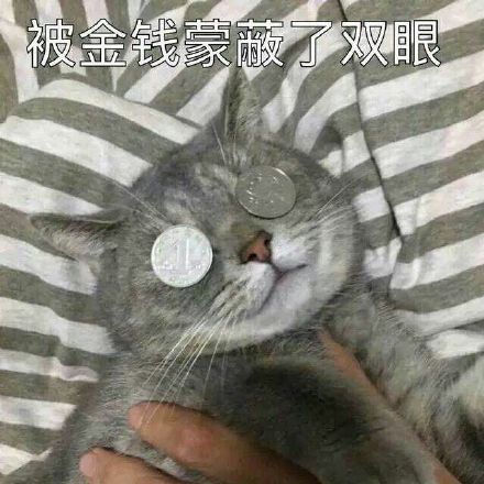 猫咪表情包：被金钱蒙蔽了双眼、你不对劲小老弟