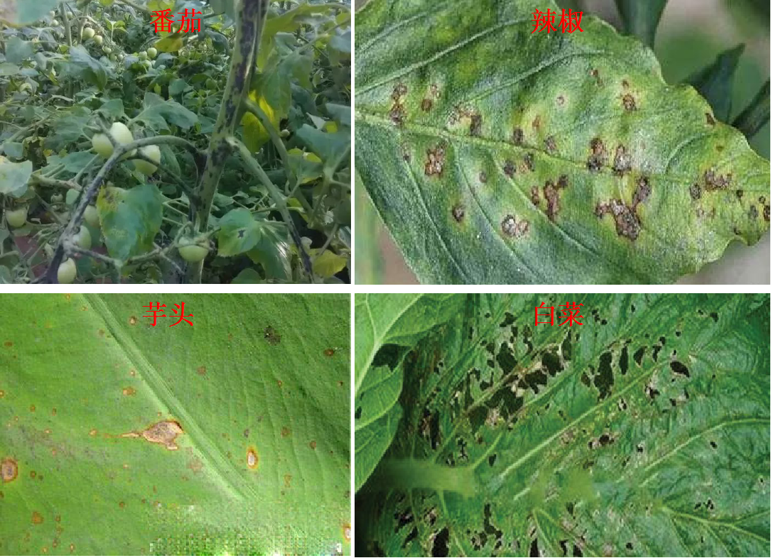 青枯病防治（青枯病病毒不好治常用药剂要学会）