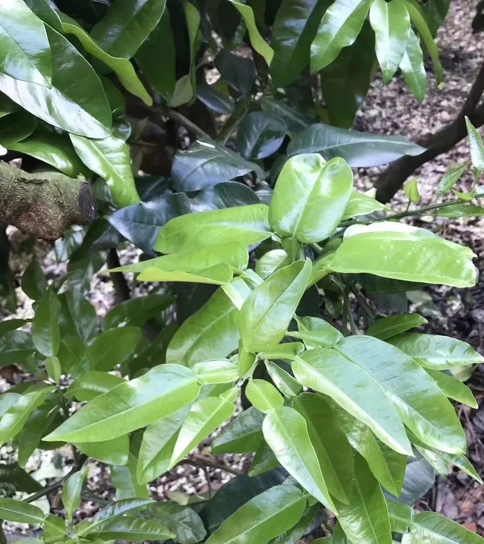 冬肥备了吗？80元一包还包邮的大牌有机生物菌肥来看看