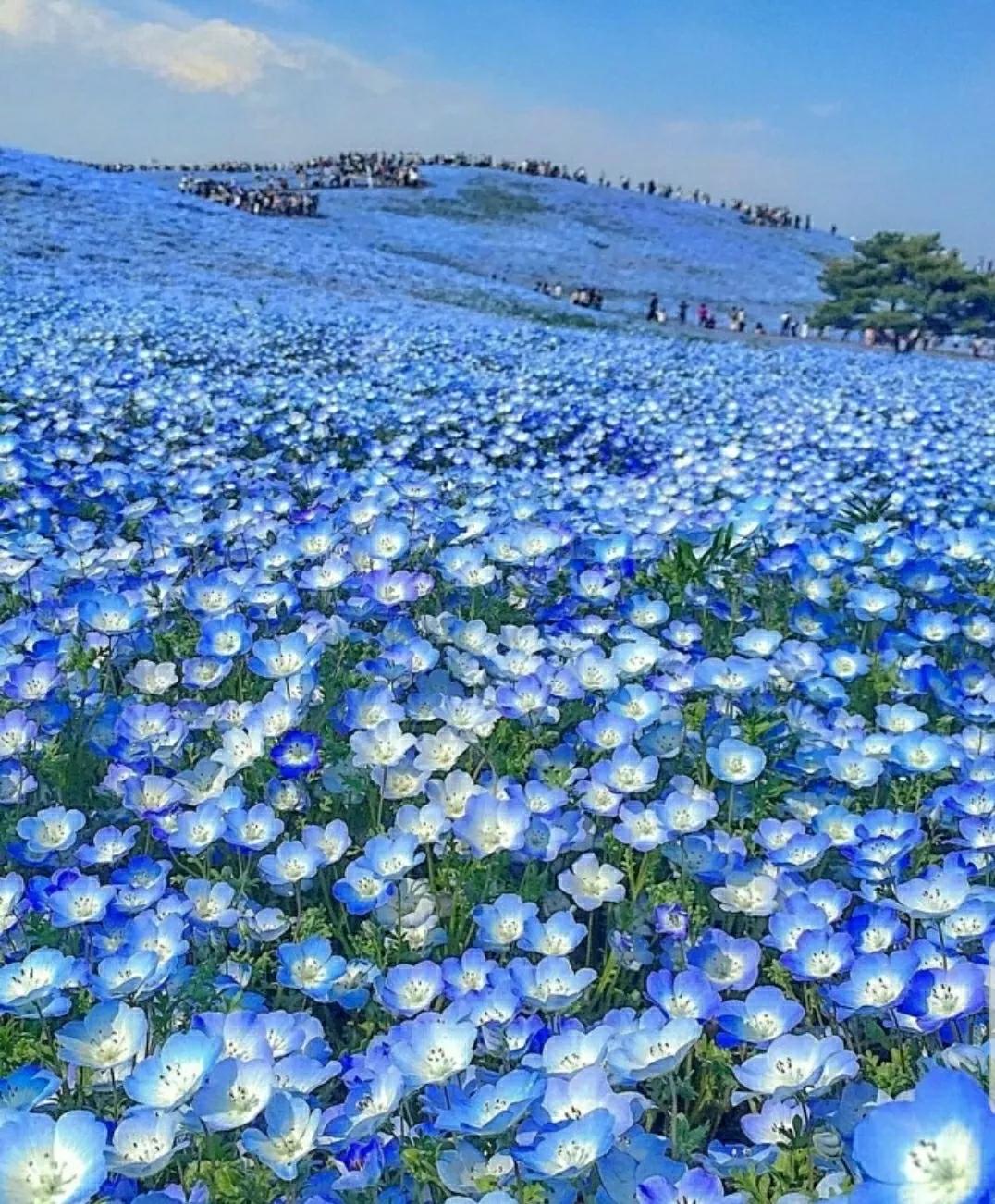 蓝楹花和蓝花楹区别（花语传说化蝶之蓝花楹）