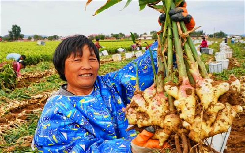 在农村有10亩土地，种植什么可以年收入10万元以上？推荐一些