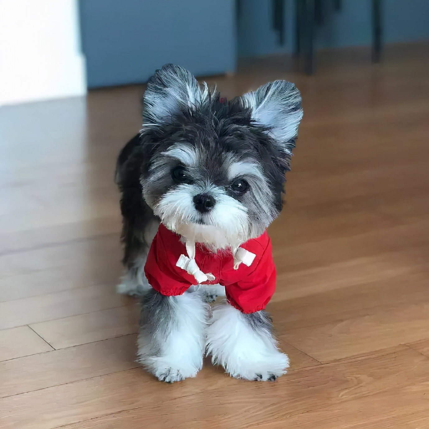 世界犬种智商排名榜前 30 名的聪明狗狗