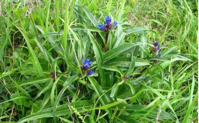 秦艽鳖甲散(沿着神农氏的足迹之秦艽) - 读书笔记