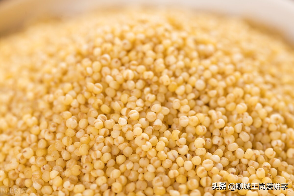 粟是什么农作物(知识普及:"粟"和"栗"各指什么?