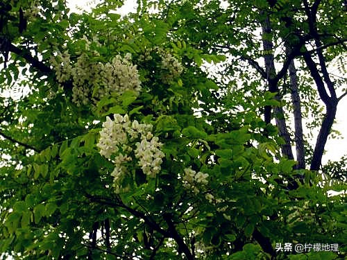 陕西咸阳一个县，面积不大被隔成两部分，历史悠久人称“槐乡”