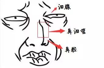 为什么猫咪会有泪痕？搞清楚泪痕的来龙去脉，你就知道该怎么处理