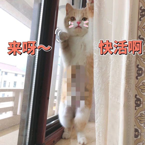 猫咪表情包｜劳资的心，收好