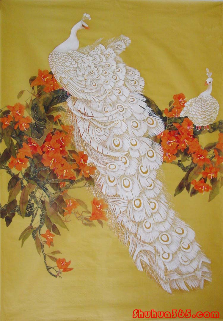 孔雀东南飞！高贵、冷艳的白孔雀