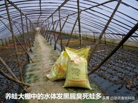 å…»è›™ç—…å¤šè‡-å‘3çŽˉä¿é—®é￠˜è¿™æ ·åšè½»æ˜“å°±è§￡å†3äo†ï¼Œä¸éœ€å¤§è®¾æ–½æŠ•å…￥æˆæœ¬ä½Ž
