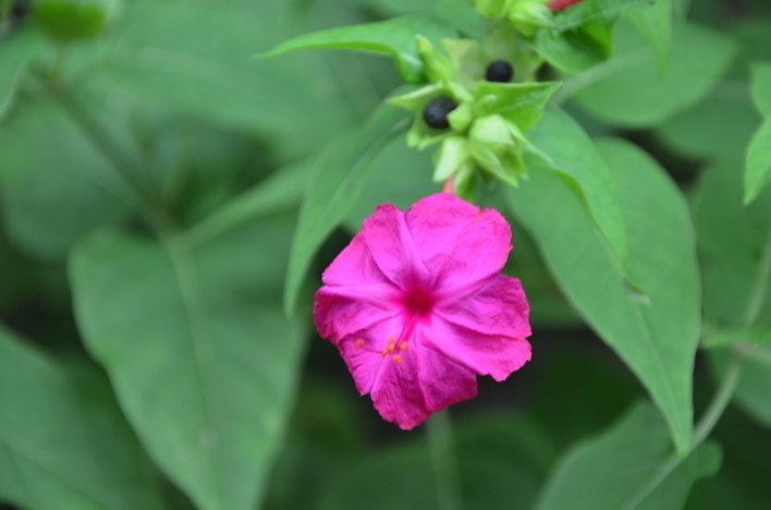 紫茉莉几点开花（紫茉莉的开花时间作用及注意事项）