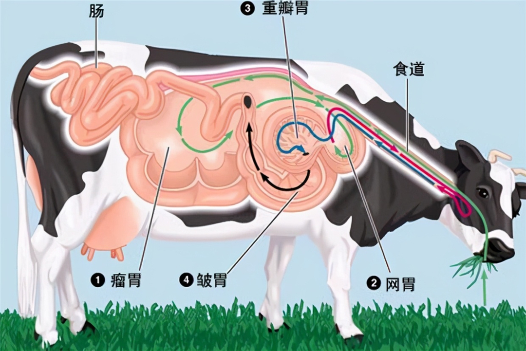 為什麼要在牛身上開個洞,還經常用手掏,難道它們不會痛嗎?