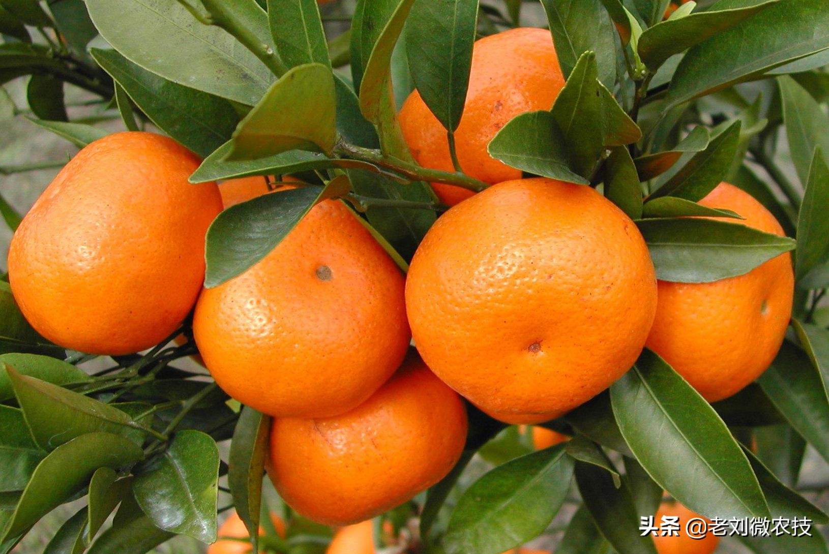 现在受欢迎的三种柑橘品种,皮薄多汁,味道甘甜