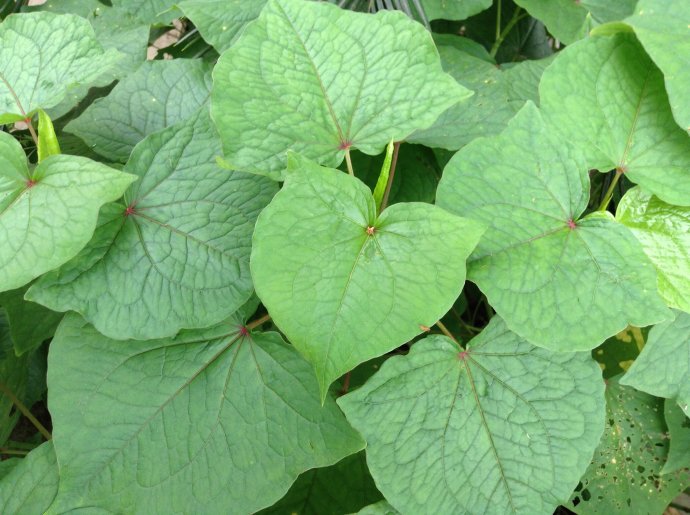 金荞麦 每日中药——金荞麦 | 红五百科