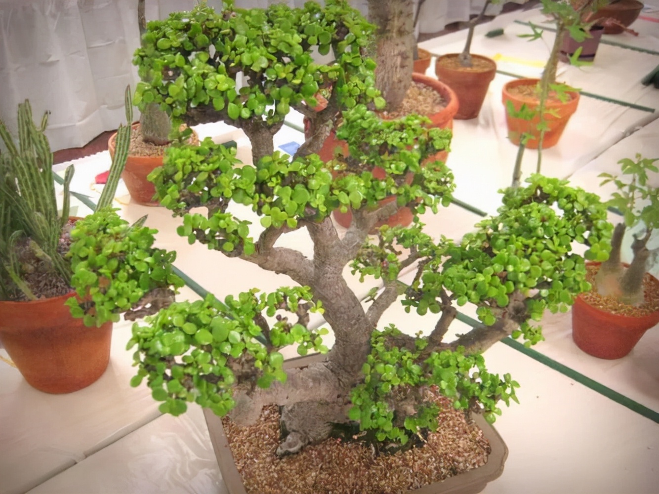 金枝玉叶花卉（金枝玉叶有6怕，难怪叶片哗哗掉，避开枝叶紧凑，二三年成老桩）