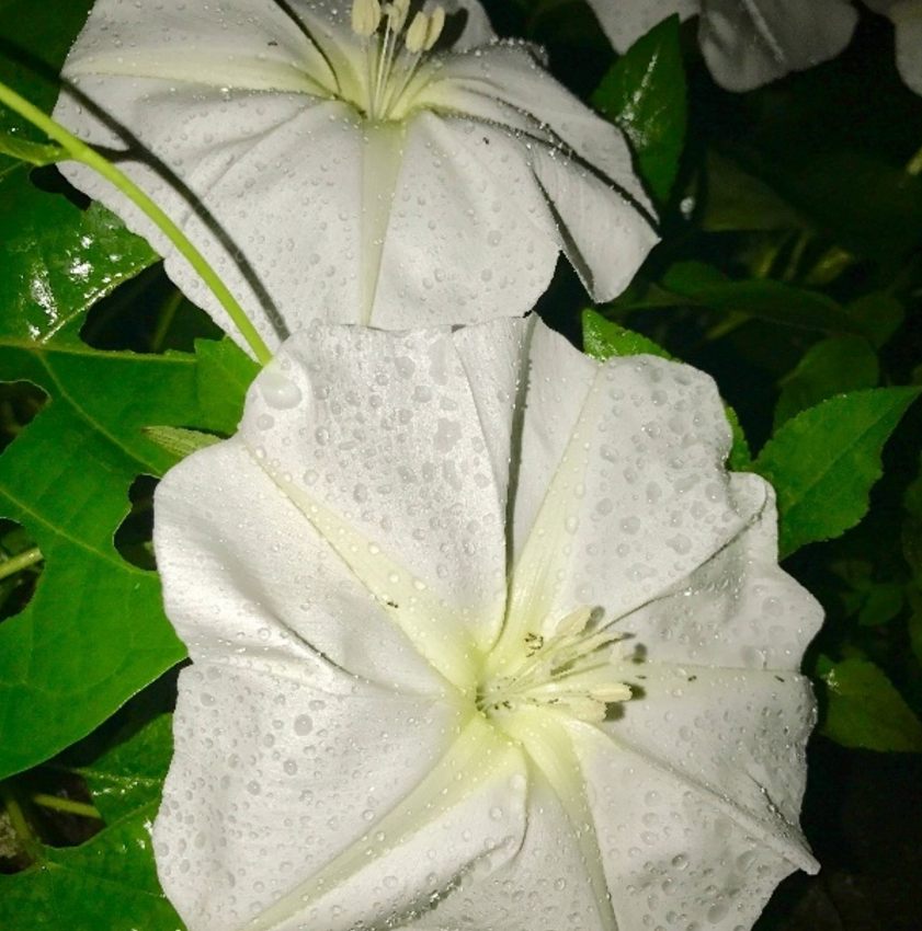高清月光花图片大全(月光花的功效及作用)