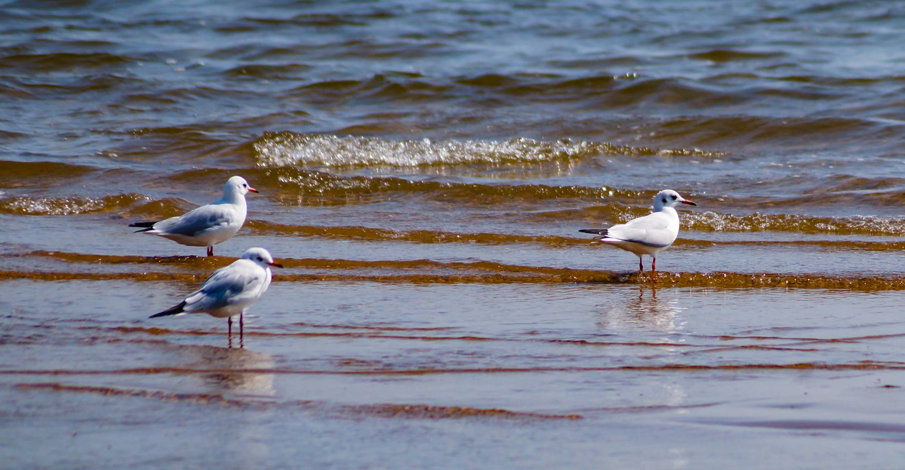 高考择校：盘点一下号称“小清华”的实力院校