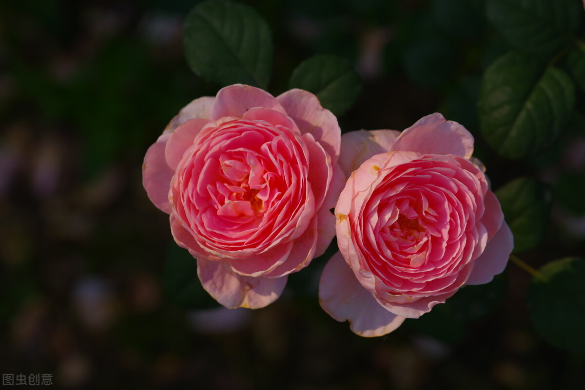 堂妹来我家，未婚夫彻夜难眠，他说他对堂妹一见钟情