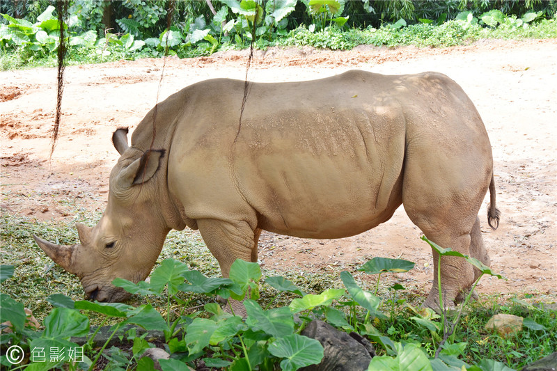 三天三夜欢乐长隆之旅（附攻略）