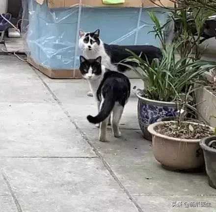 猫咪眼部分泌物增多怎么办？眼屎异常不容忽视
