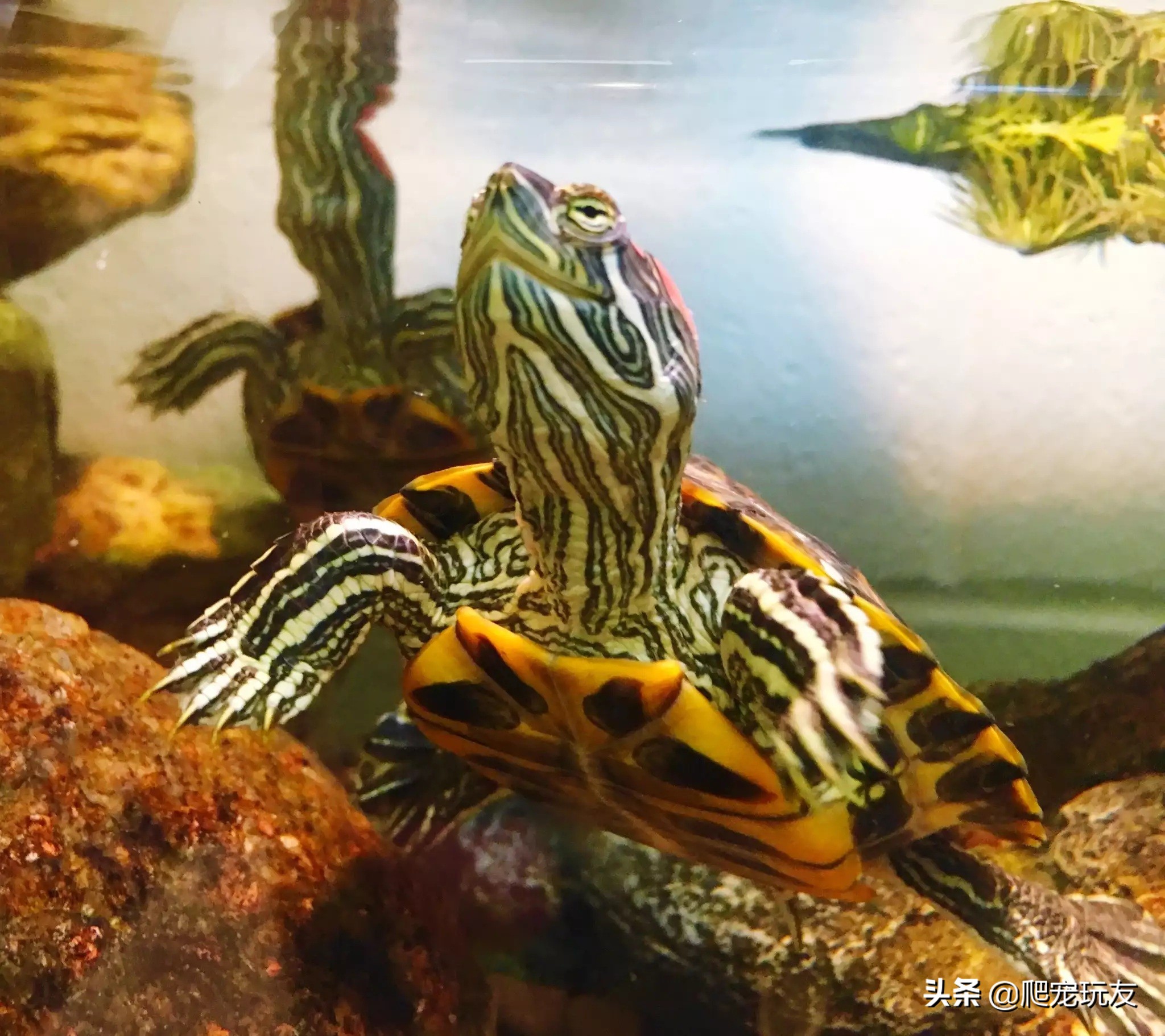 怎么样才能养好巴西红耳龟?