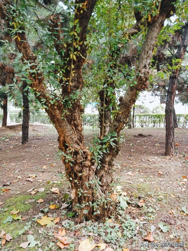 五院四系法最末！被叹惜的政法长安校区，有着超美的秋色与一日游