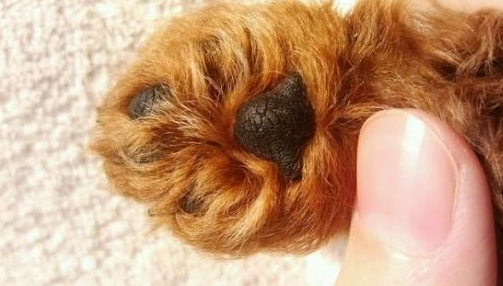 初期犬瘟爪子肉垫图片(买泰迪犬) - 赤虎壹号