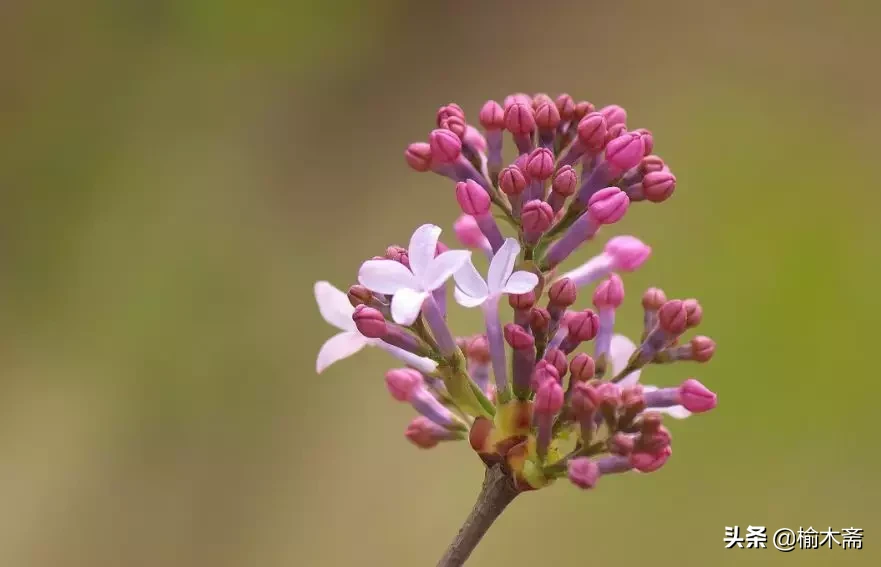 赞美丁香花的优雅诗句(十首丁香花的优美古诗词赏析)