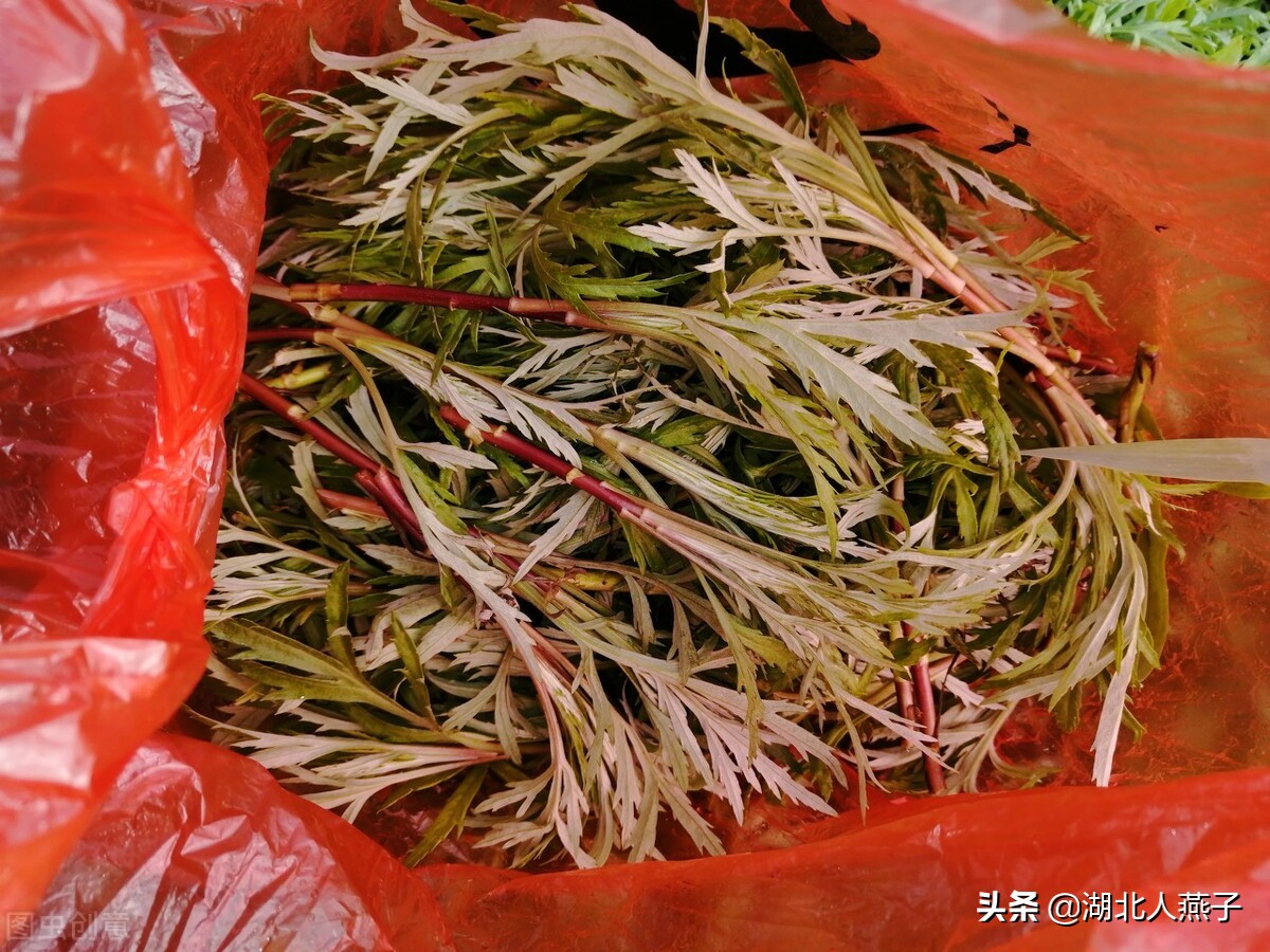 农村能吃的野菜100种大全(教你认识100种野菜和吃法)