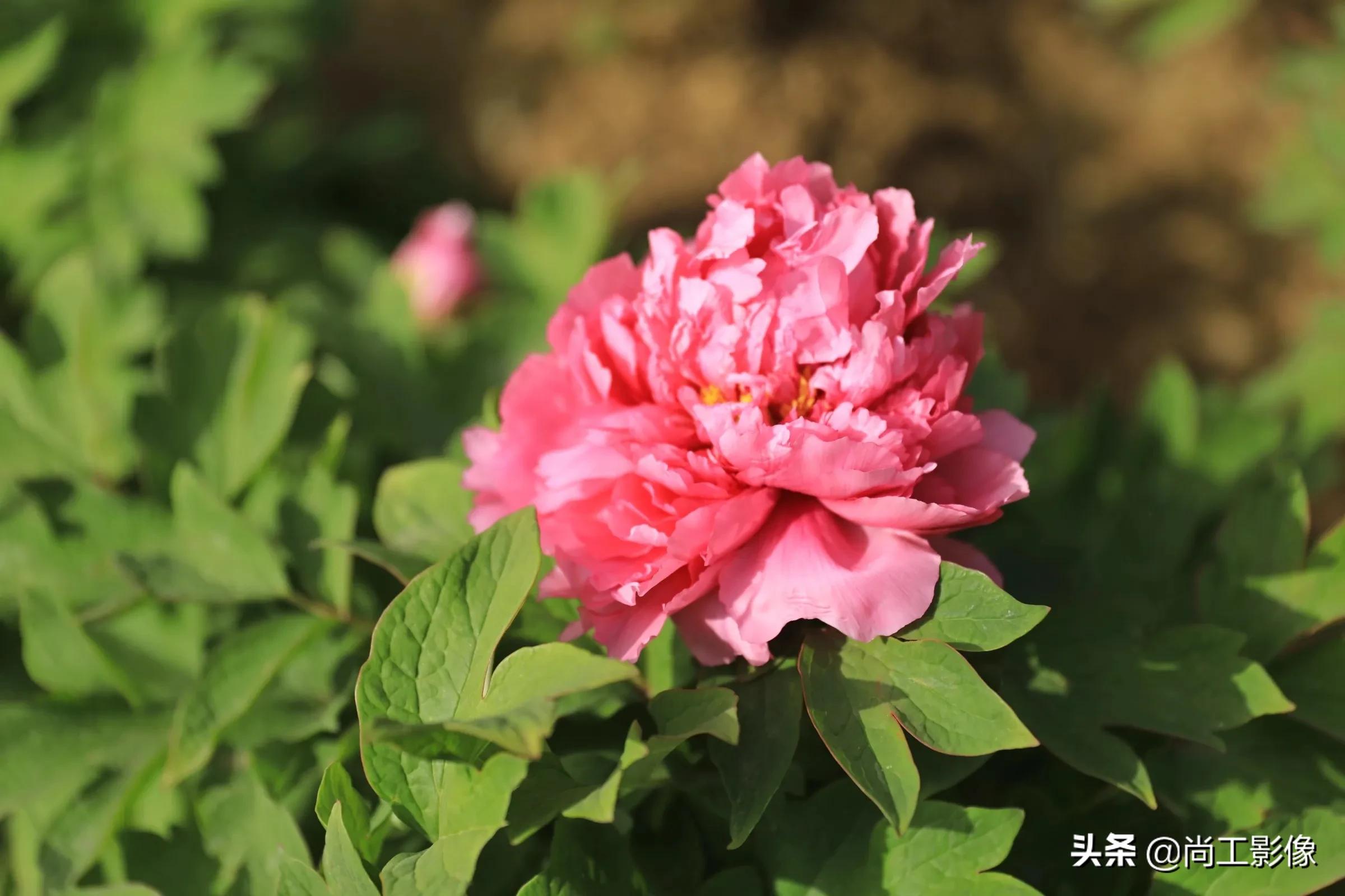 惟有牡丹真国色，花开时节惹人醉