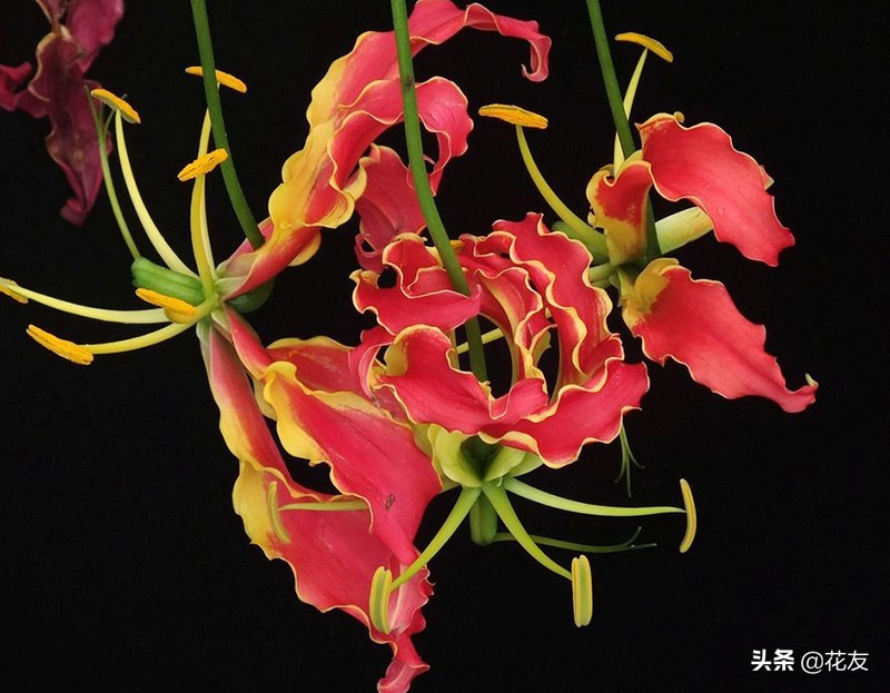 嘉兰百合妖娆无限，失温即失艳，水肥跟上赛西施