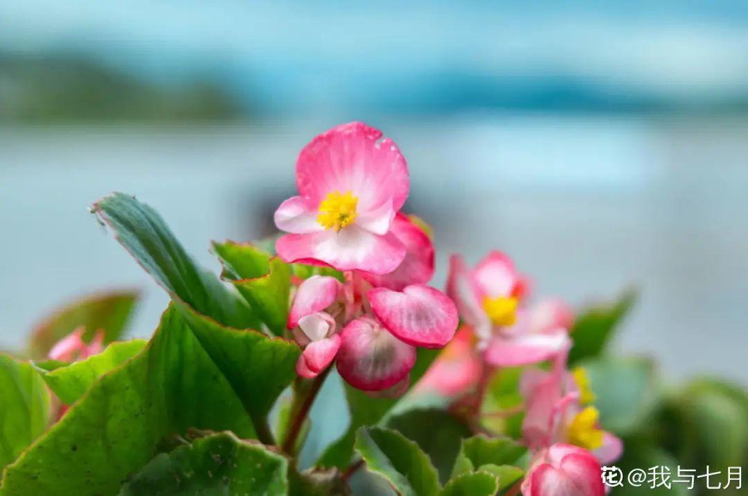 花期长的花有哪些（15种花花期超长能开到明年的花）