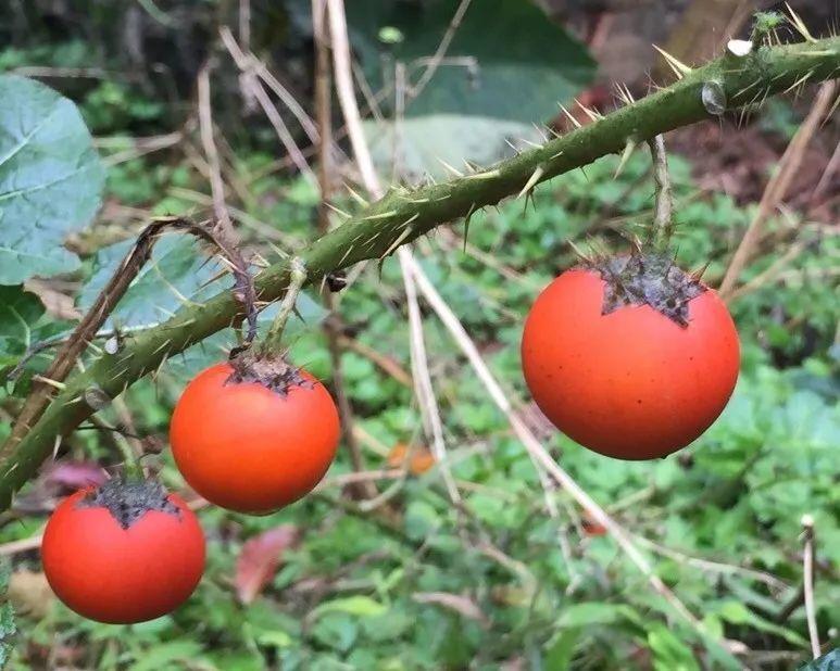 春天赏花,看见这20种,离得远点,因为有毒