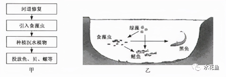 食藻蟲(chóng)與枝角類(lèi)：說(shuō)一說(shuō)水生態(tài)修復(fù)的神奇工具——食藻蟲(chóng)