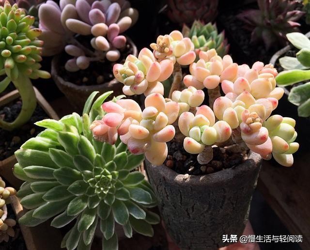 《慢生活·轻阅读》1742期