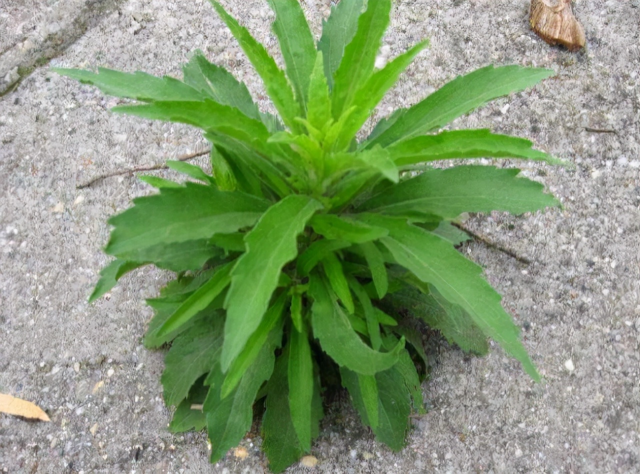 野草药图片大全名称(4种) - 赤虎壹号