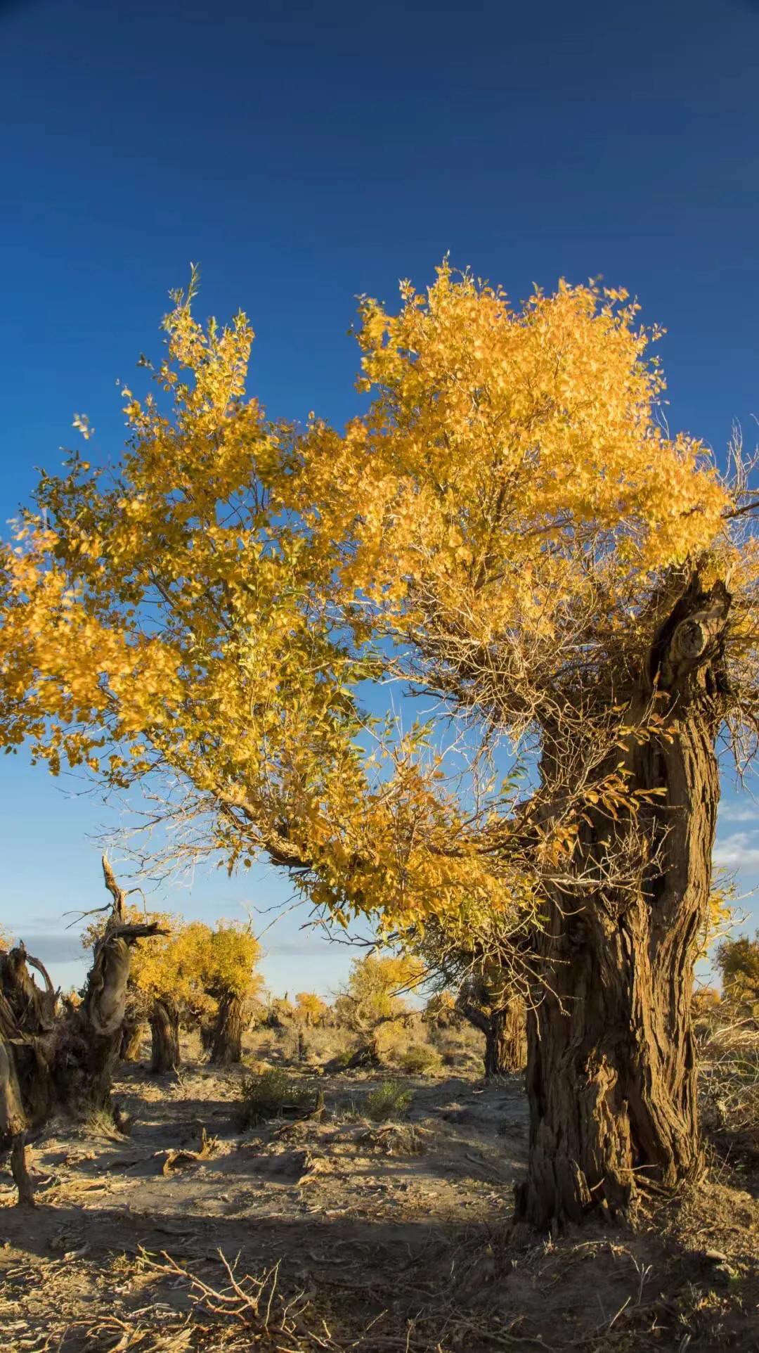 胡杨树的唯美句子_晶羽文学网