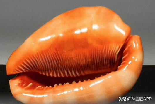 这4种能做珠宝的贝壳你都认识吗？贝壳珠宝大盘点第2弹