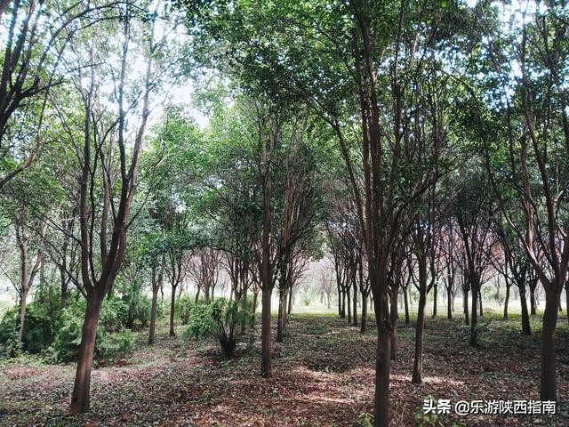 五院四系法最末！被叹惜的政法长安校区，有着超美的秋色与一日游