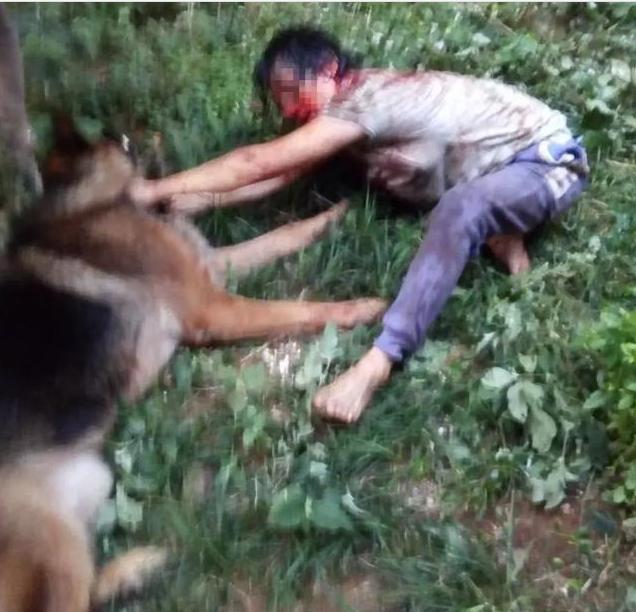 都说爱咬人的狗不叫,但事实上很多狗狗对你叫并不是告诉你,我不咬人