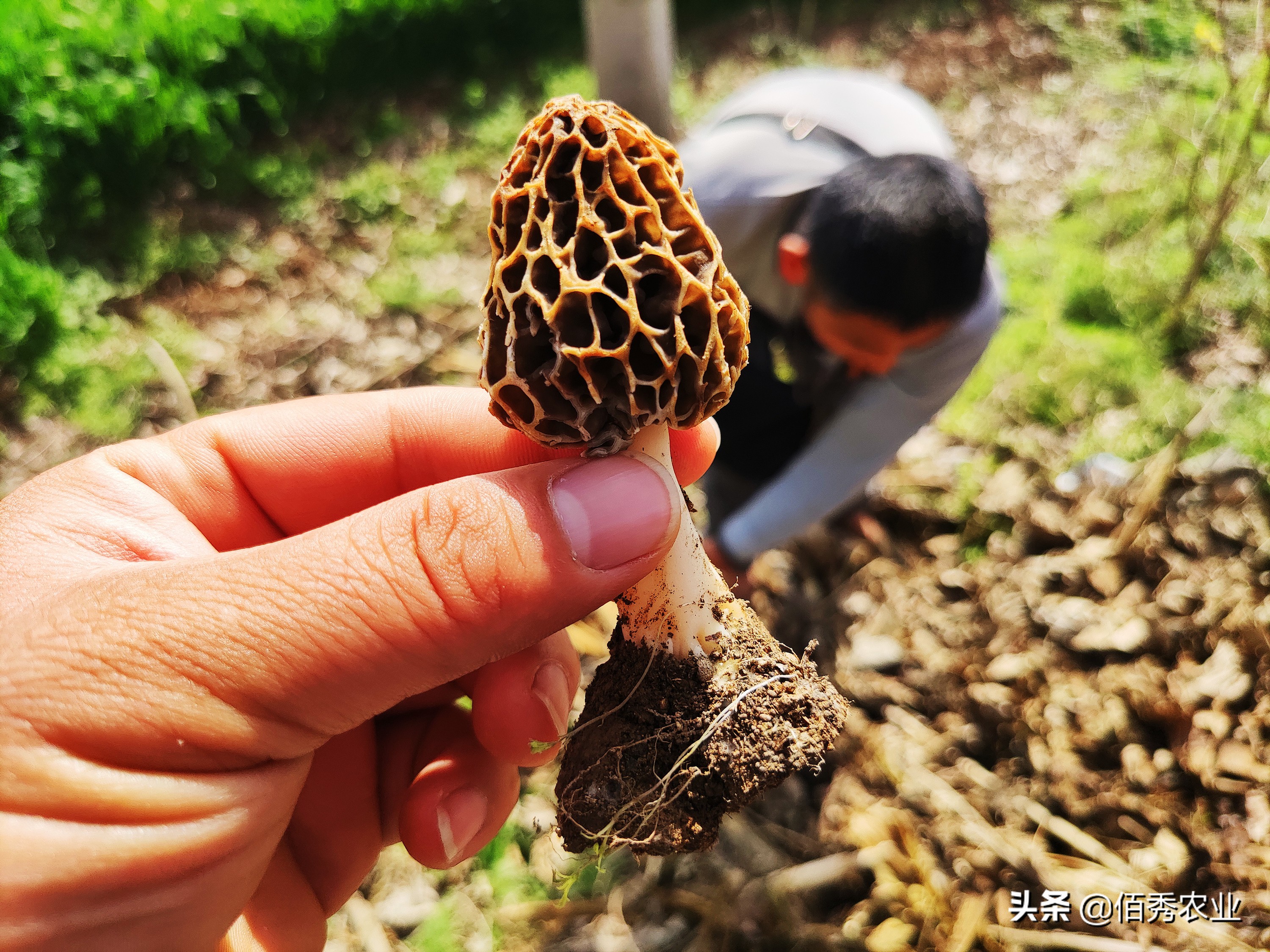 食用菌界的“贵族”，被农民争相种植的羊肚菌是骗局吗，坑在哪里