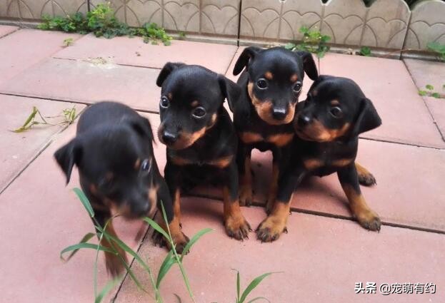 鹿犬和吉娃娃,鹿犬和吉娃娃的區別