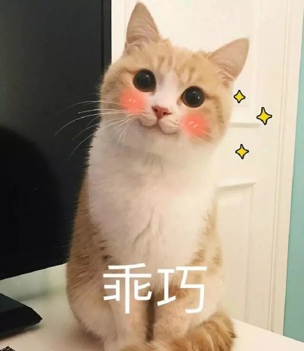 猫咪表情包：我投降我投降