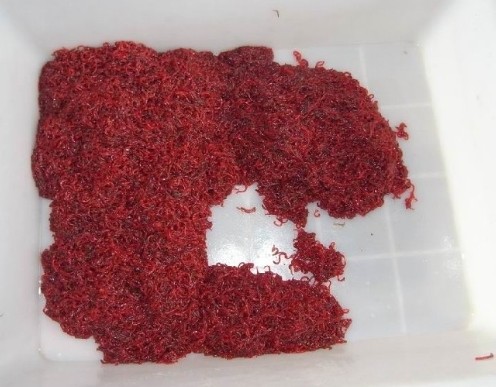 过程中常见的鲜活的螺蛳,河蚌以及生活在浅水底层的红色的水蚯蚓等等