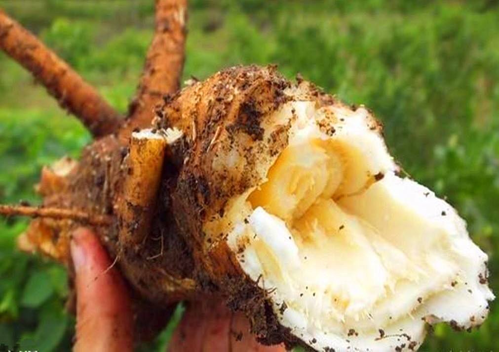 农村的这种植物,人称"土人参",价值很高,可与真正人参媲美