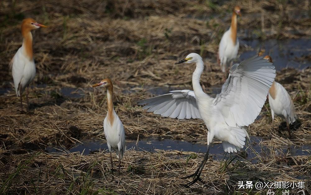 曾经的大连“蛇岛”，可能已经不再没人敢去，而是成了旅游景区？